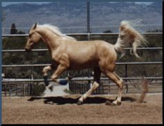 palomino.jpg